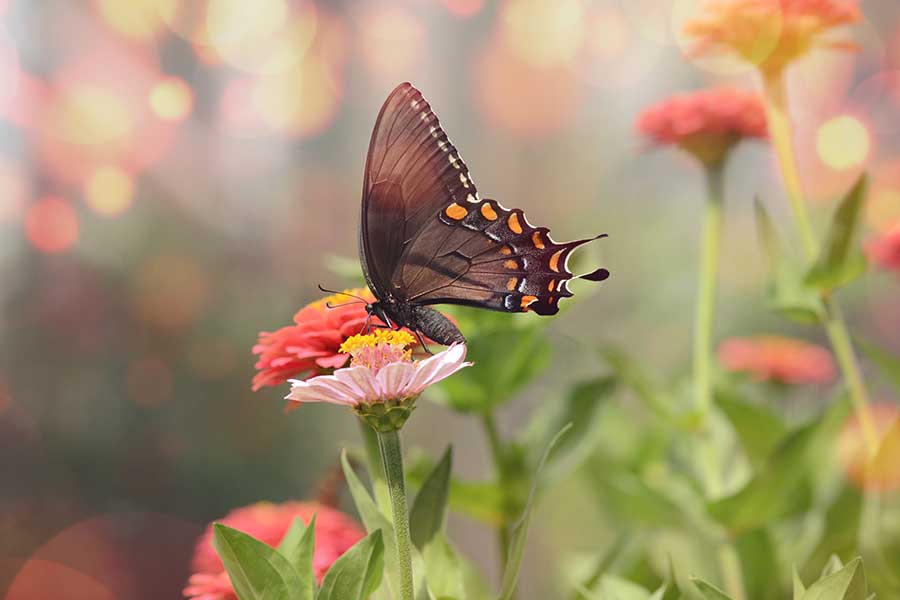 Nurturing the Bond Between Humans and Nature